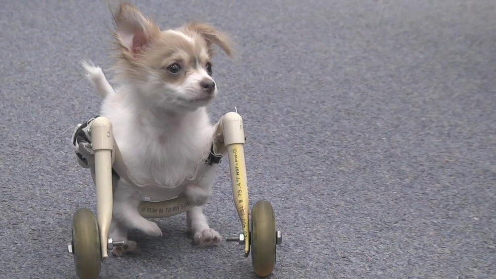 Florida students build wheelchair for handicapped dog