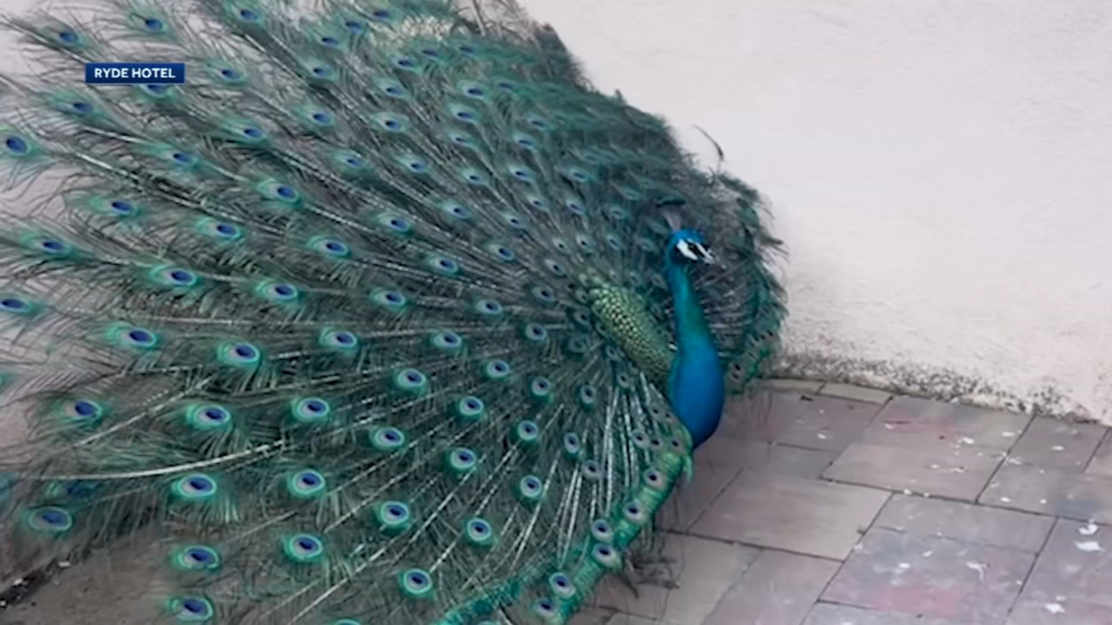 Dozens of peacocks and peahens go missing from Northern California hotel