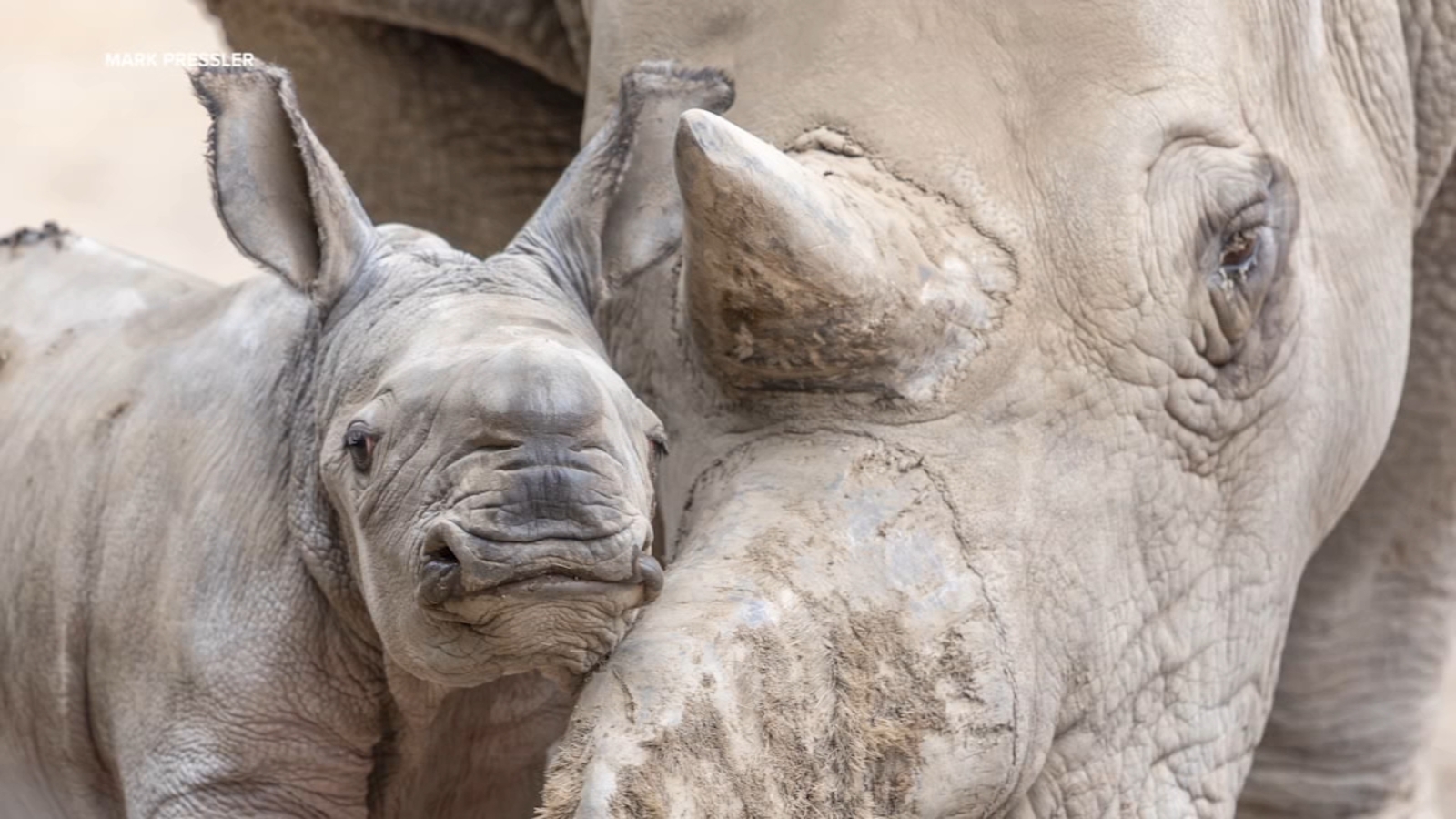 Safari West in Santa Rosa names newborn white rhino after late Ozzy Osborne