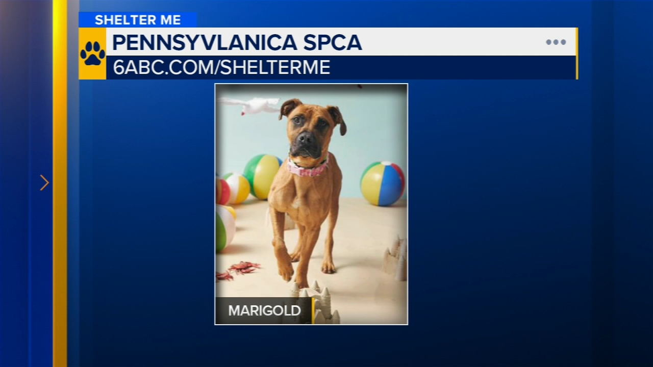 Shelter Me: Meet Marigold! A sweet girl ready for adventure
