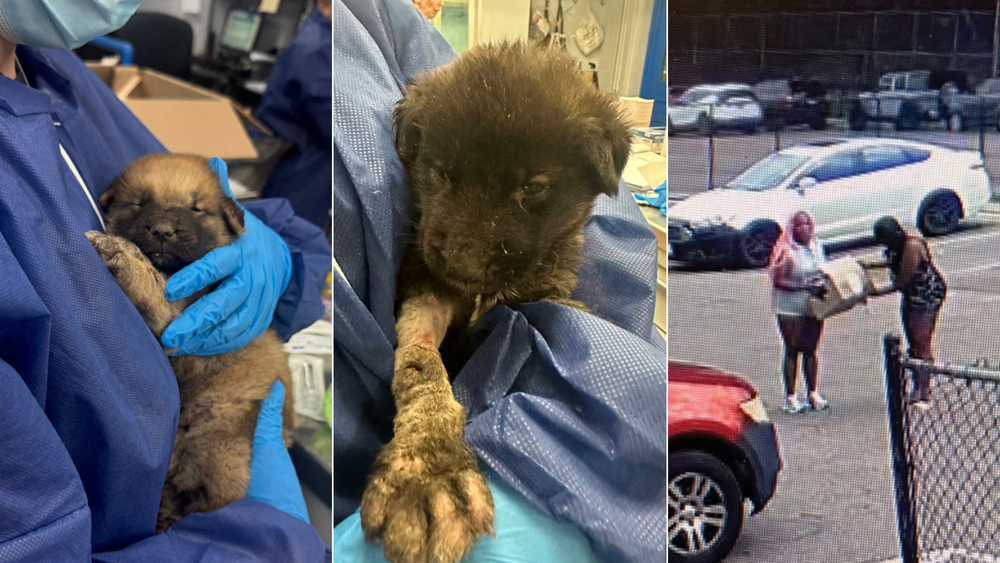 Cats Rescued Bucks County Storage Unit: Heartwarming Animal Rescue Story