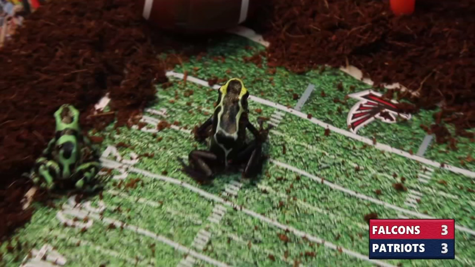 Moody Garden's poison dart frogs predict Super Bowl LI ABC13 Houston