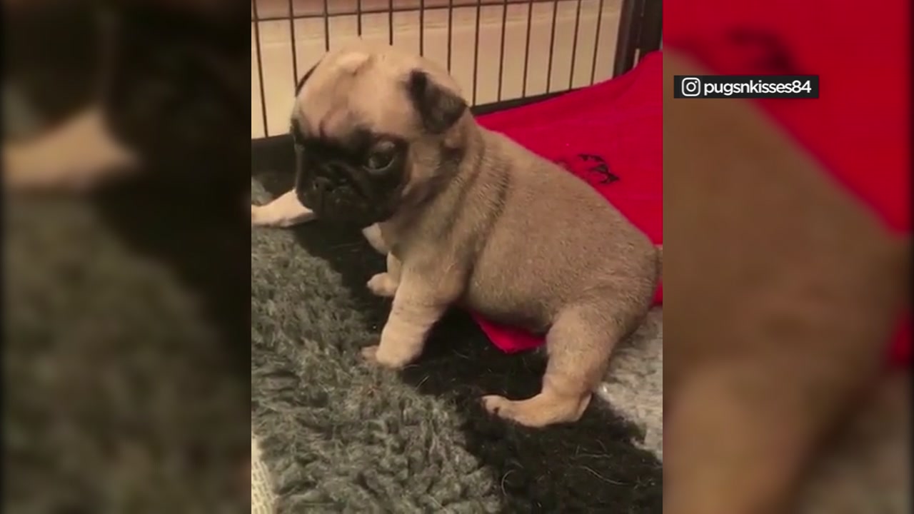 pug puppy barking