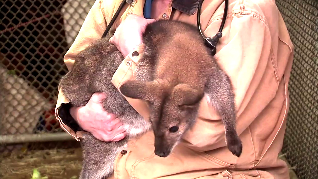 Wallaby found locked in garage with no food, feces all over
