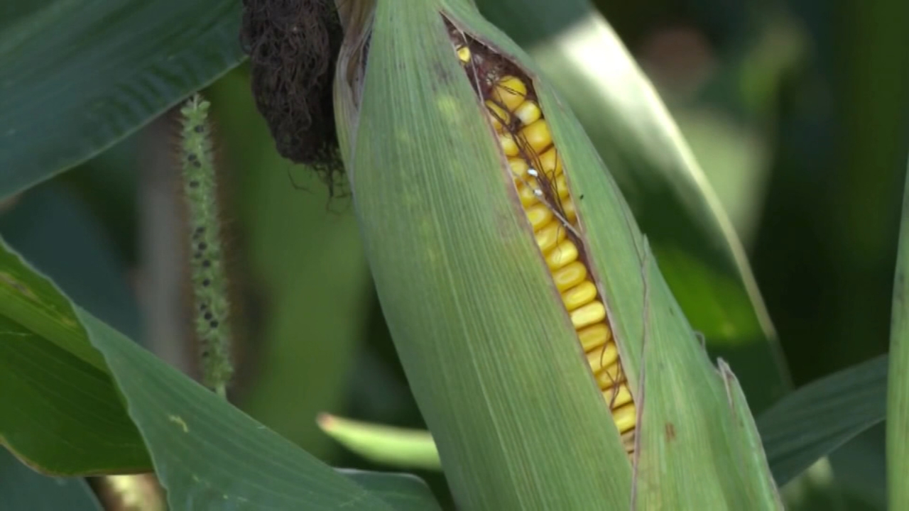 What is 'corn sweat' and how does it exacerbate heat waves?
