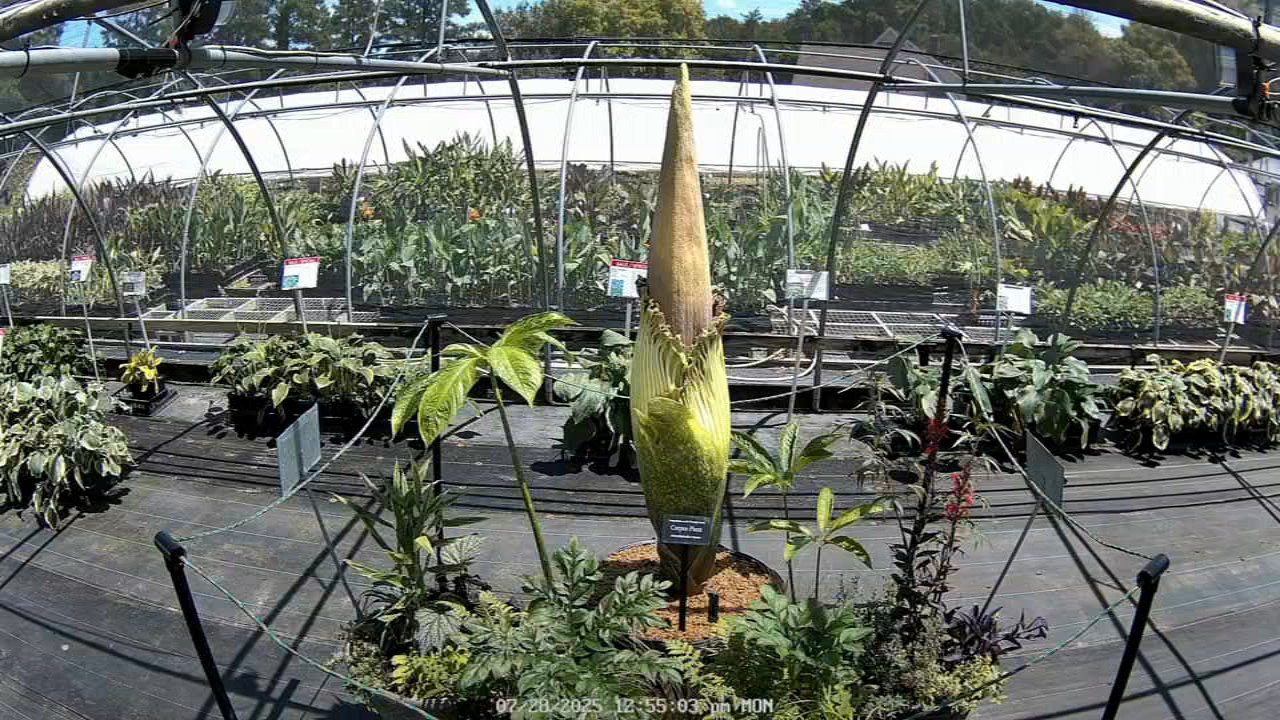 Corpse Flower is blooming; here's when it's open to the public