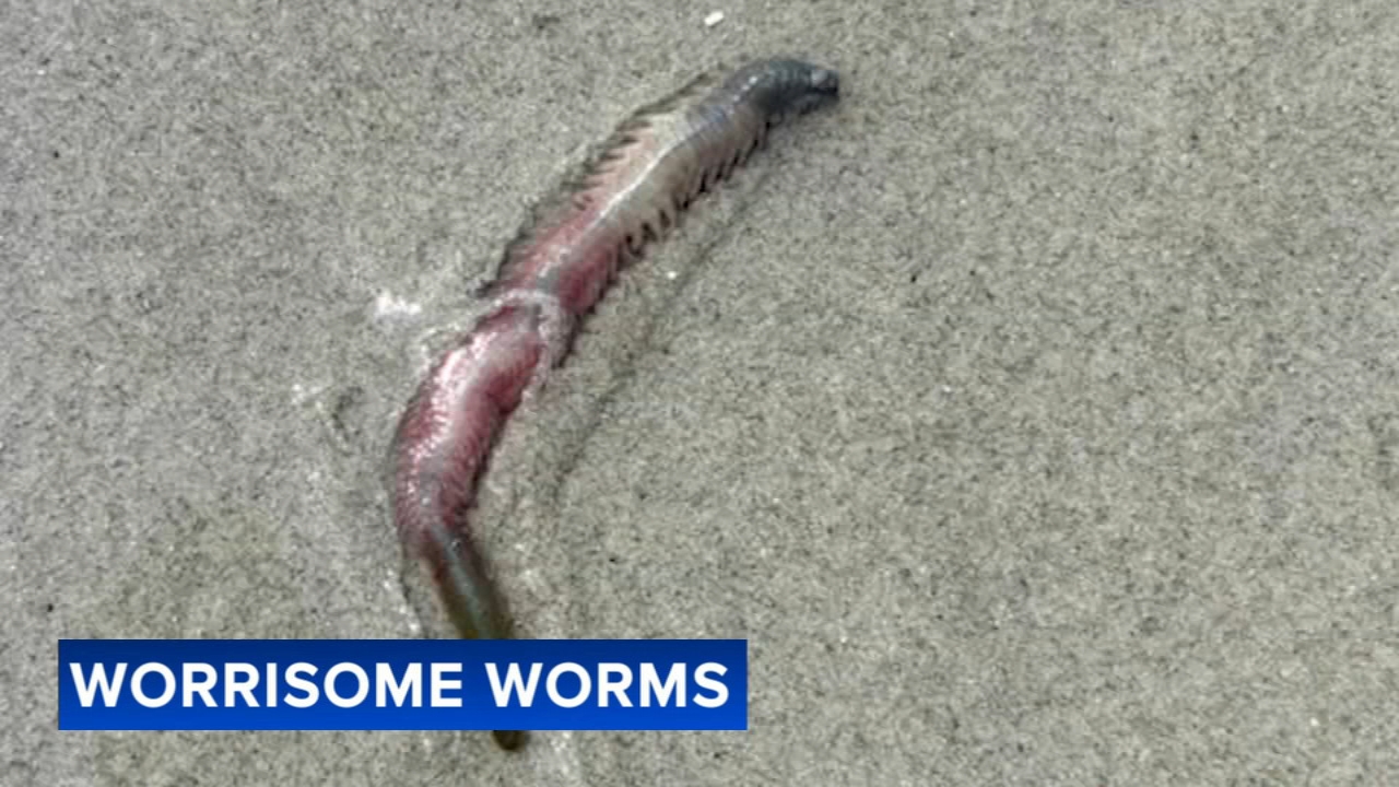 Why all the worms at the Jersey shore? We ask an expert