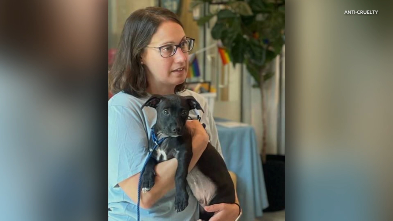 Stolen 2-month-old puppy returned to downtown shelter: Anti-Cruelty