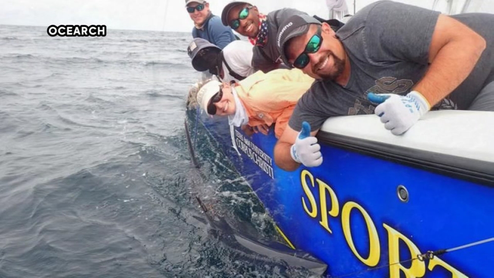 230-pound shark pays visit to Texas ahead of Super Bowl