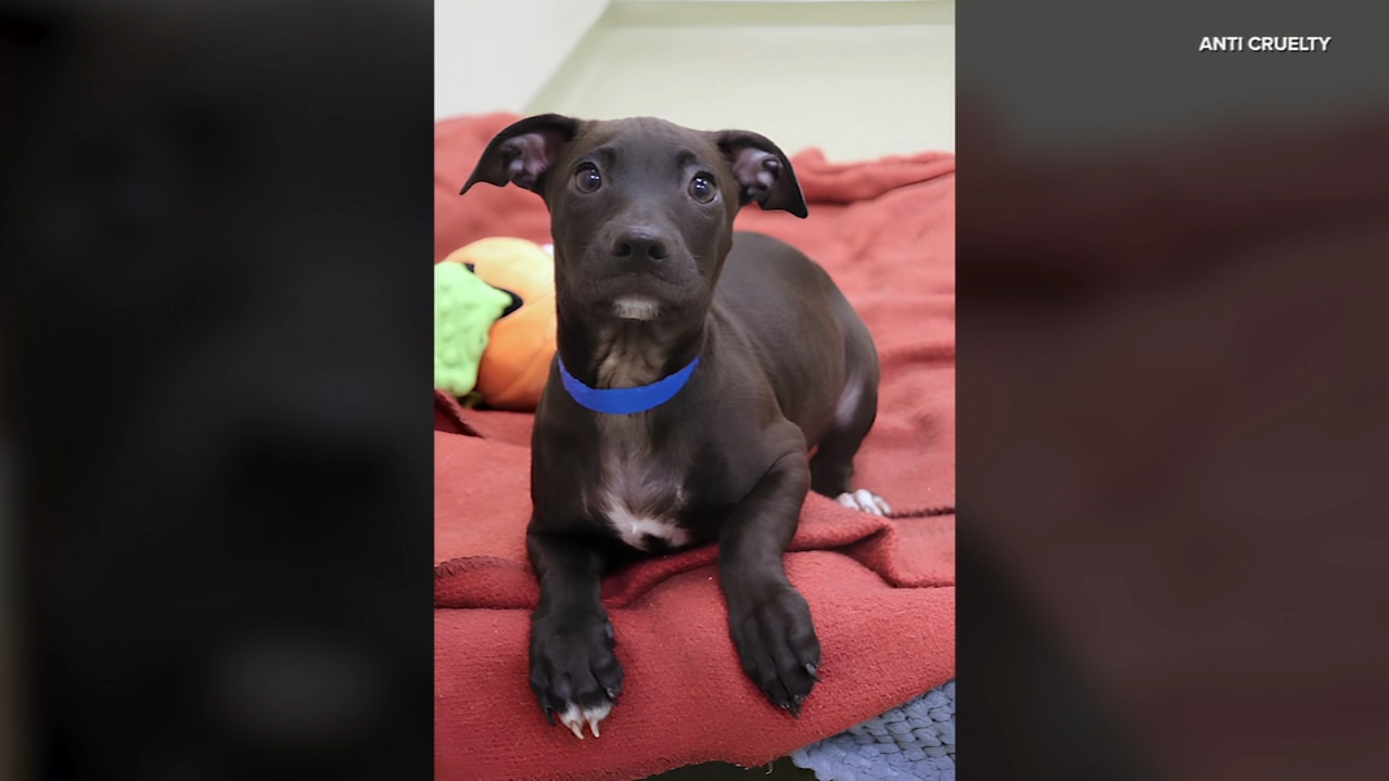 Video show thief break into Tesla, steals pet dog while in dog mode in City  of Industry, California - ABC7 Chicago