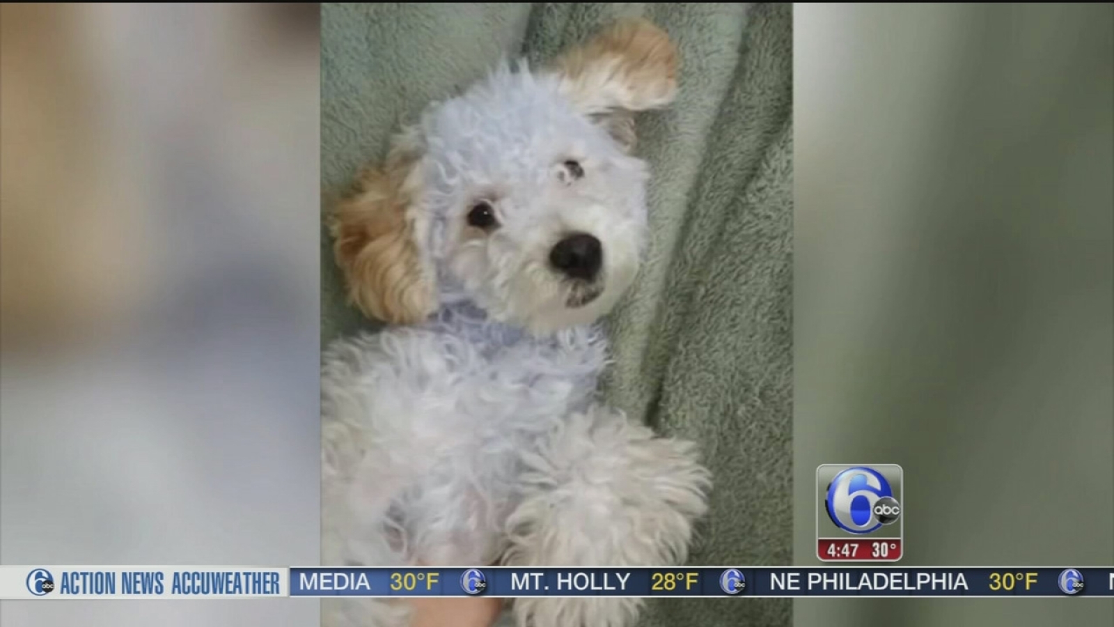 Dog held for ransom in Atlanta 6abc Philadelphia