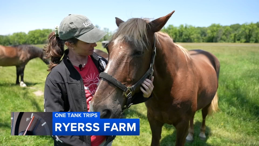 Pottstown farm offers sanctuary for retired and rescue horses 
