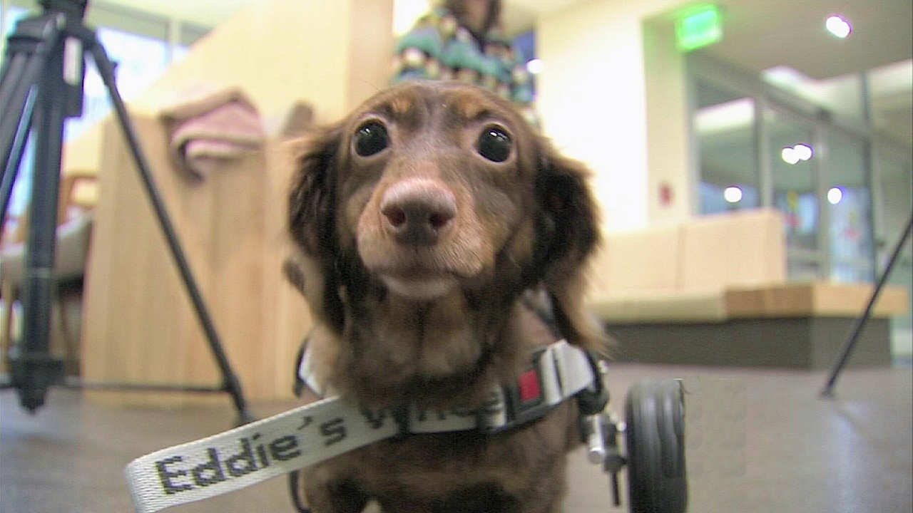 Dog found in trash bag finds forever home