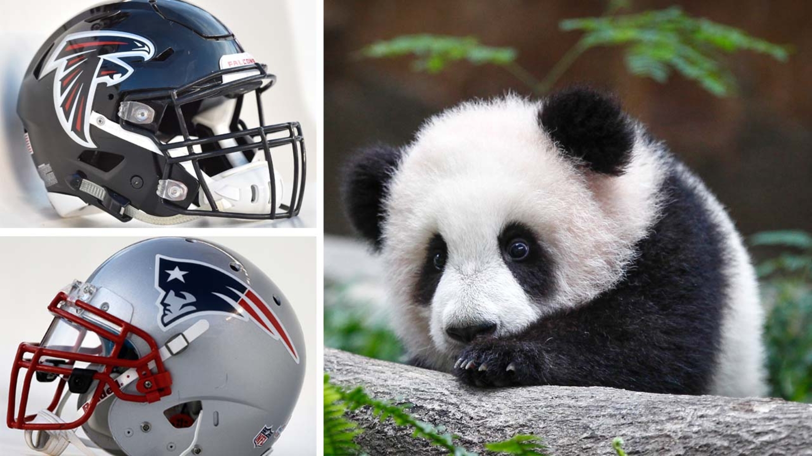 Adorable animals pick Super Bowl winners ABC13 Houston