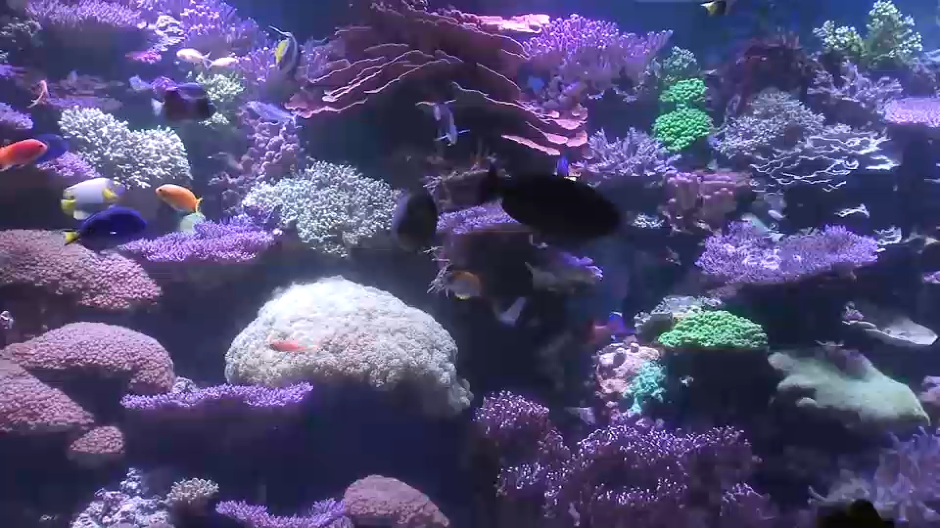 Heat-Sensitive Coral Species in Reef Tanks: Essential Care Tips