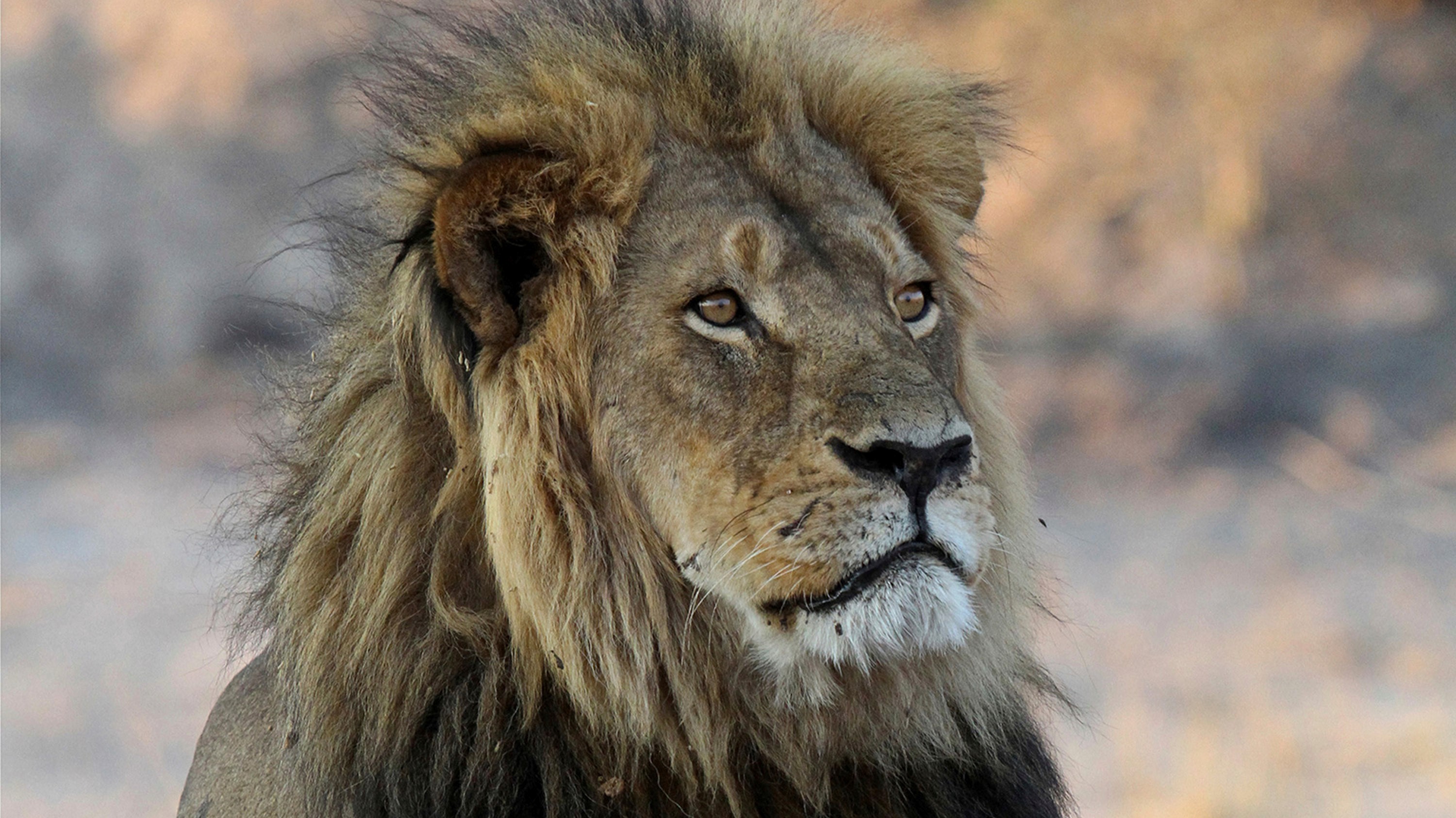 Cecil the Lion rests near Kennedy One Water Point in Hwange National Park, Zimbabwe, Nov. 20, 2013.