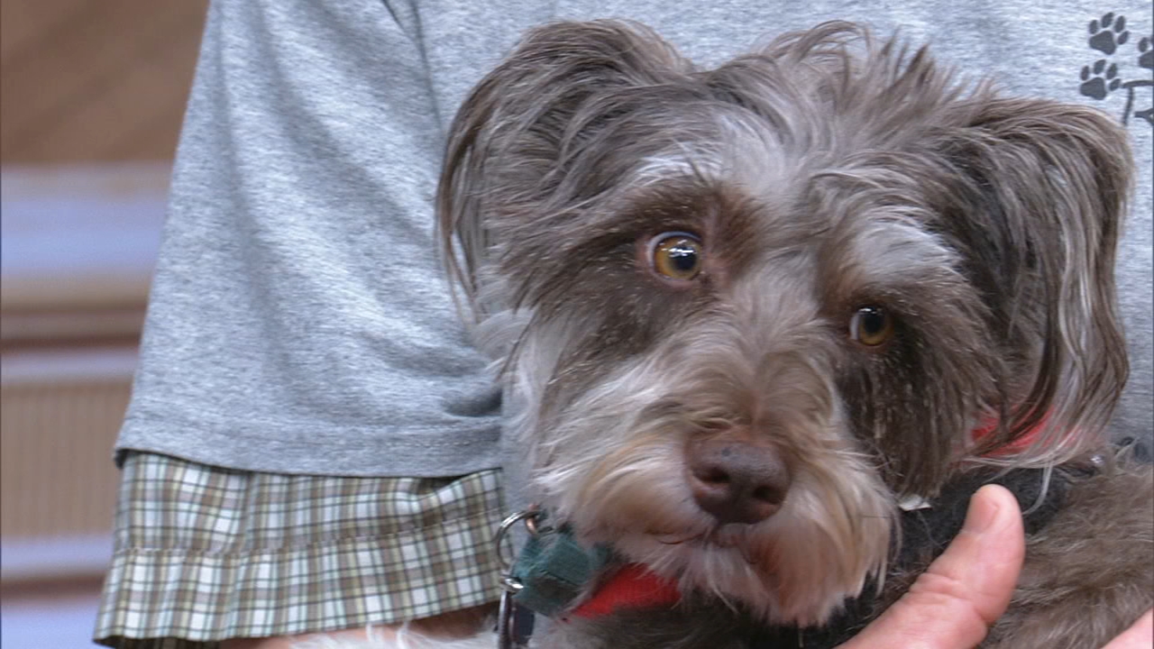 Forever Home Friday: Adopt Cleo the mini schnauzer