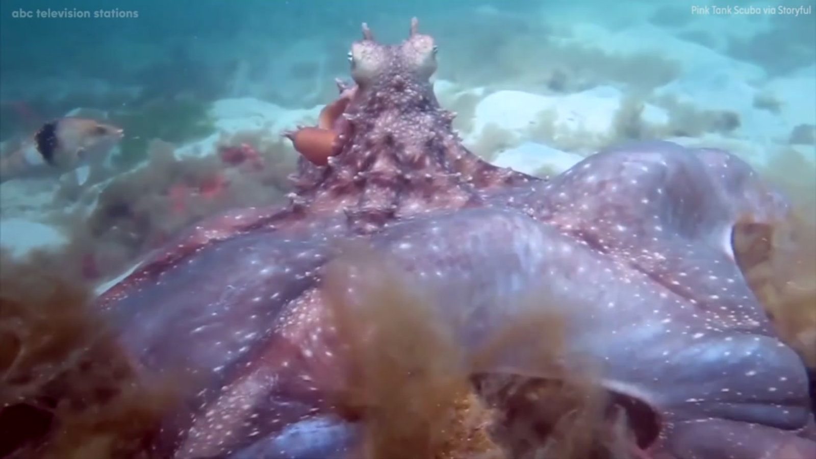 'Angry' octopus inflates, charges at scuba diver ABC13 Houston