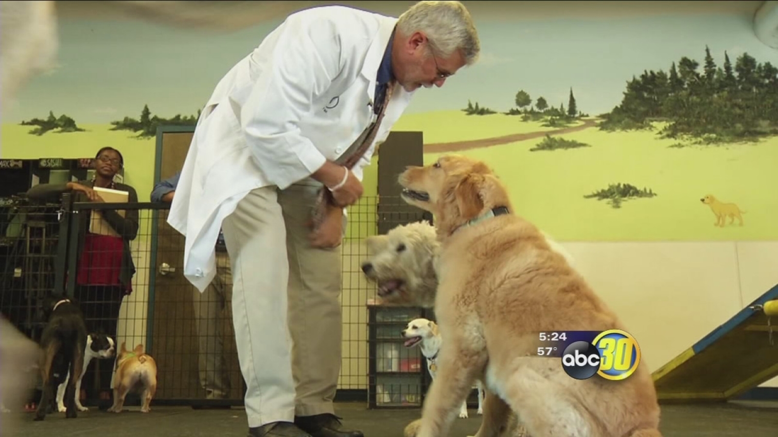 Your Pet S Sick Is It Mono Find Out Now - r9j61gw