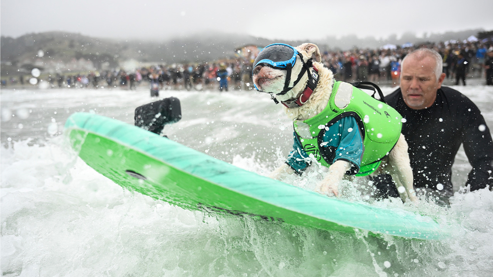 Canines compete in World Dog Surfing Championships in Pacifica