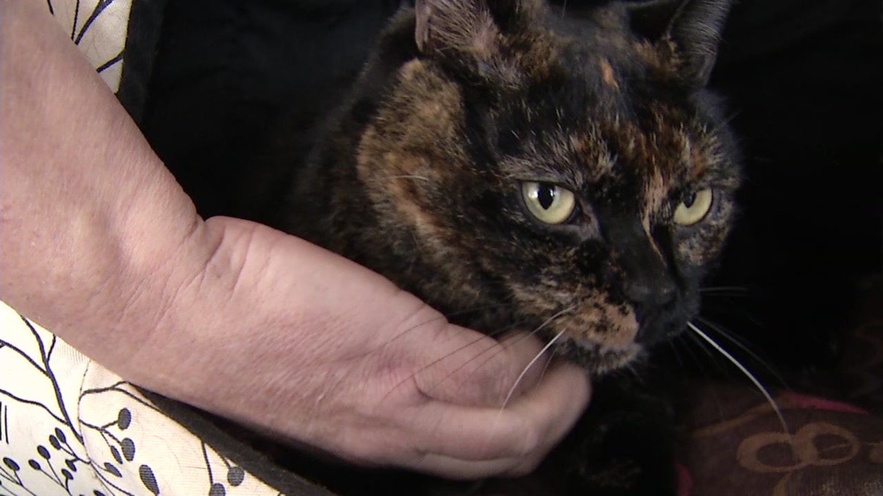 Trust fund kitties available for those who can't afford pets
