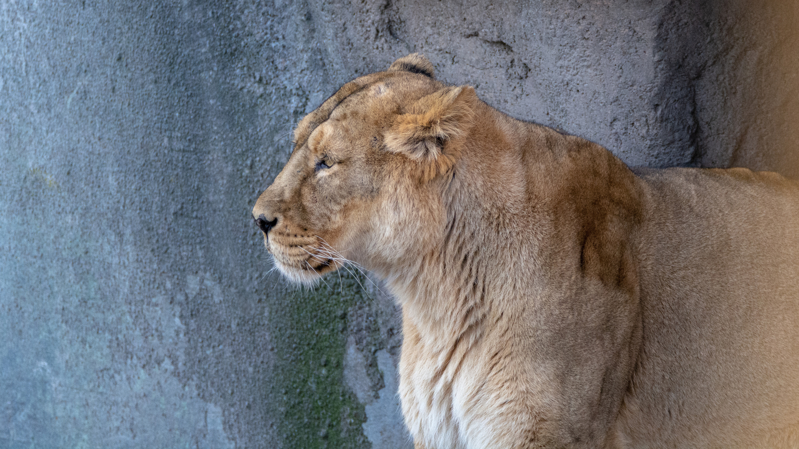 Denmark zoo asks people to donate their small pets as food for captive predators