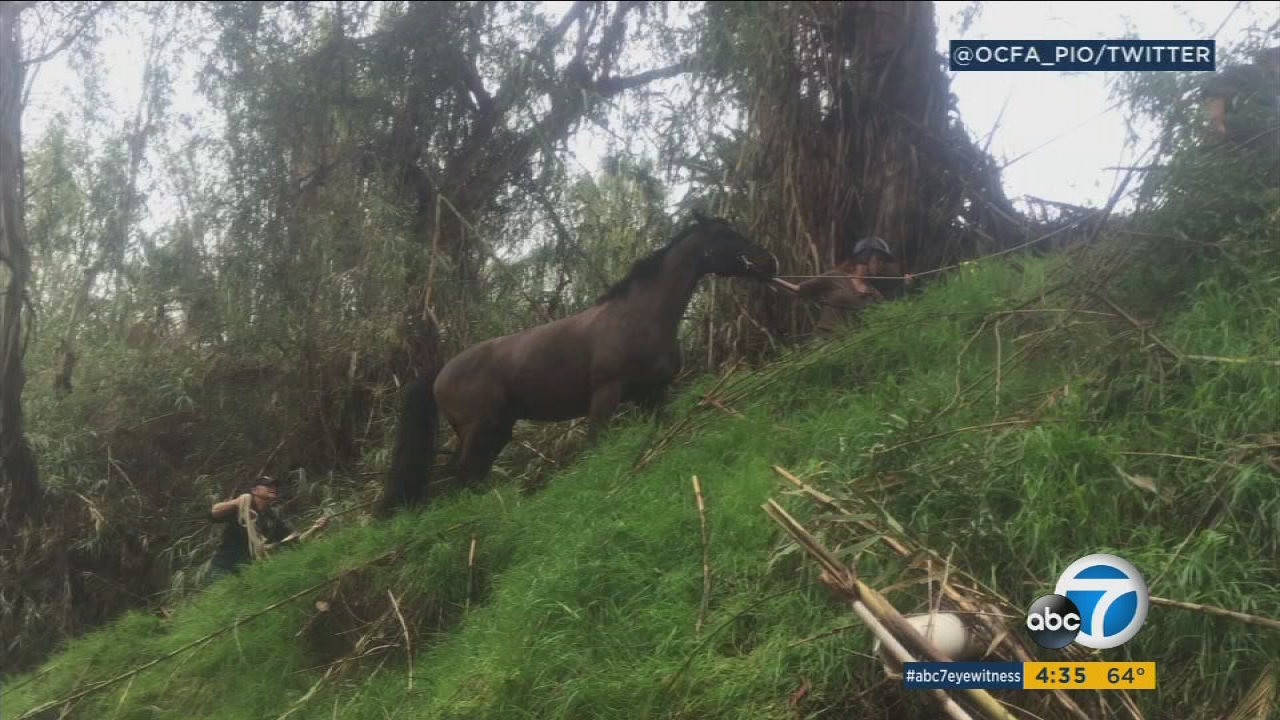 Horse rescued from creek bed by OC firefighters