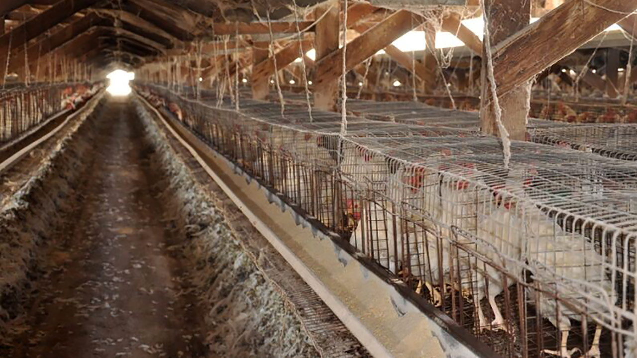 Animal cruelty charges filed against Ontario chicken farm