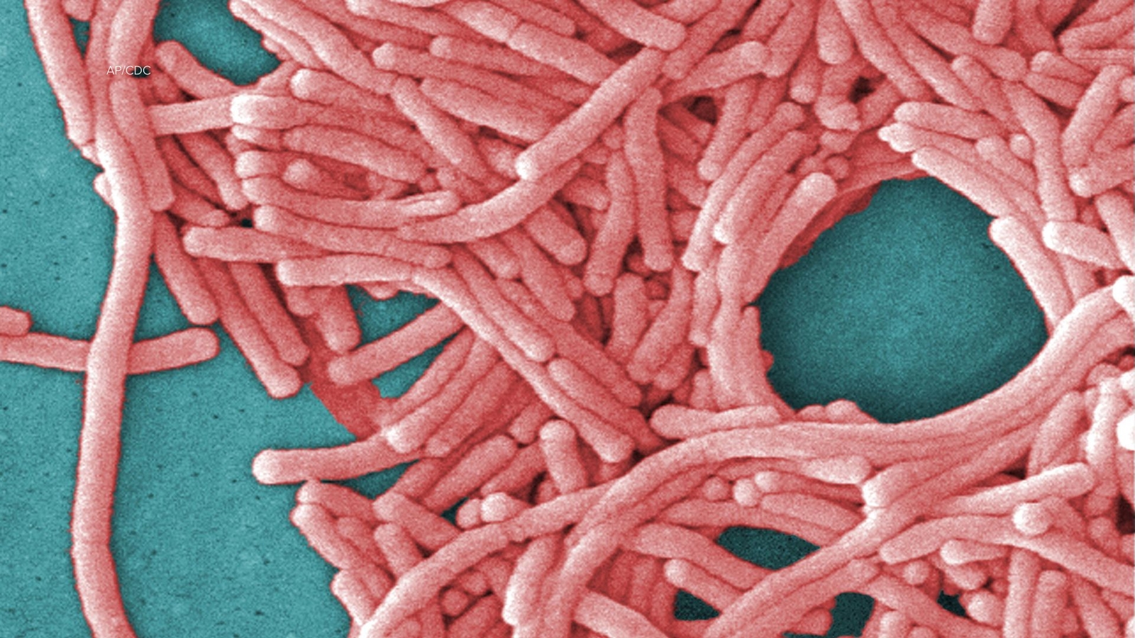 Harlem Legionnaires’ outbreak: 2 people dead among 58 diagnosed in outbreak since July 25