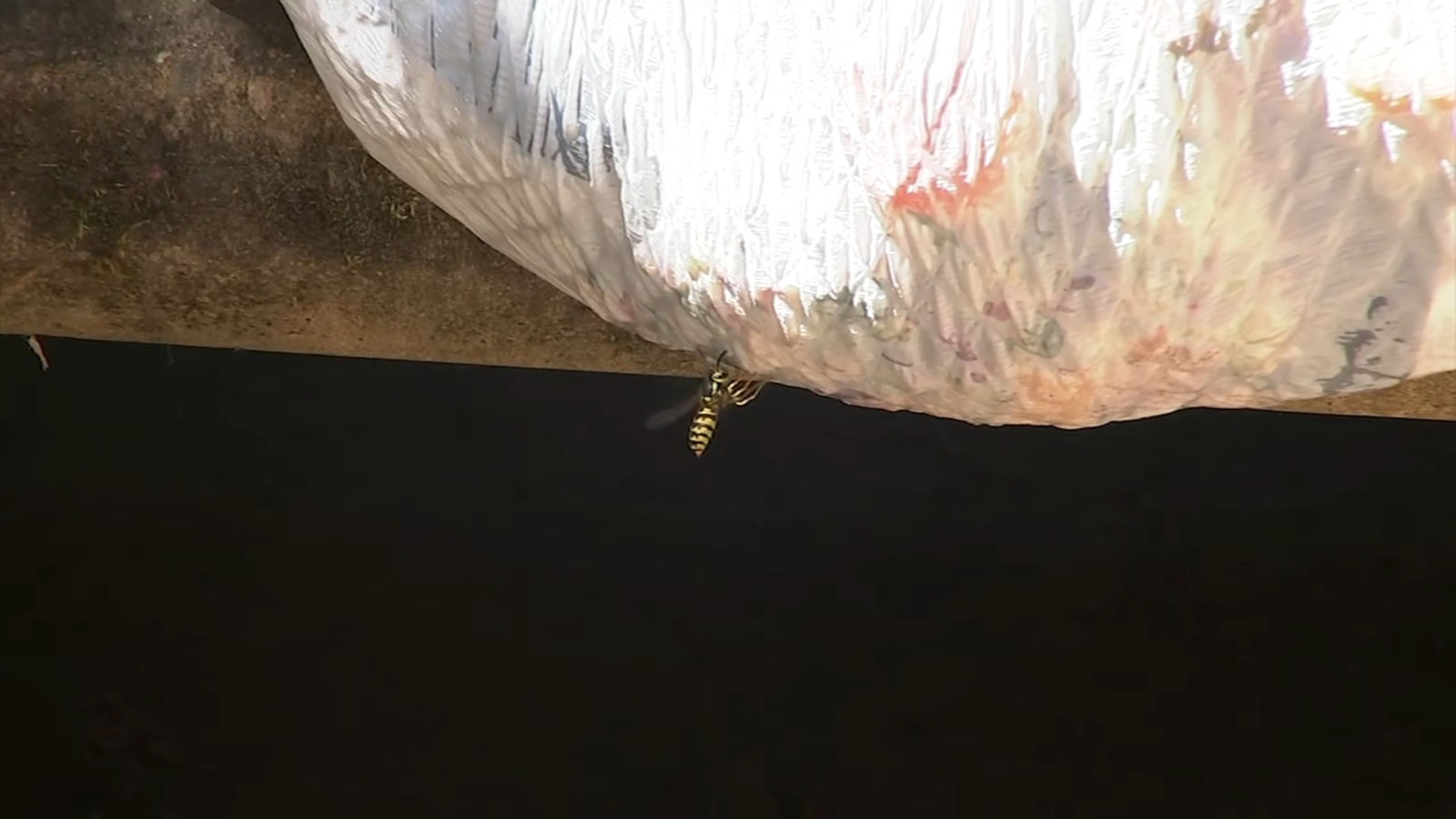 'A lot of wasps': Marin County park warns visitors about increased wasp activity