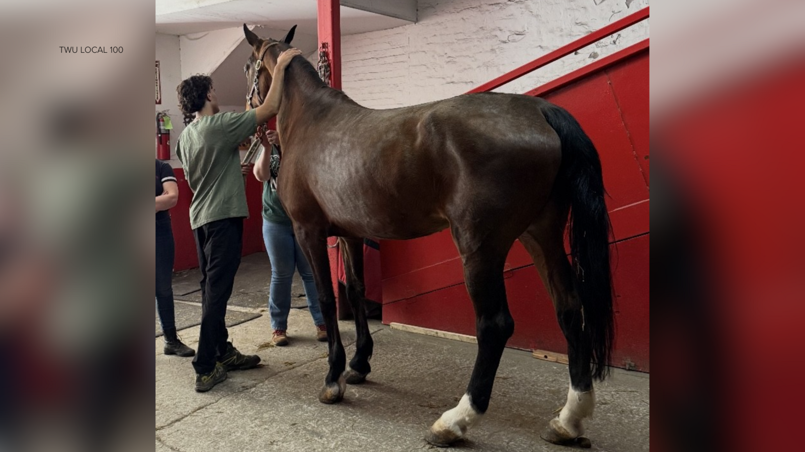 NYC Carriage Horse Dies Suddenly in Hell's Kitchen: Investigation Underway