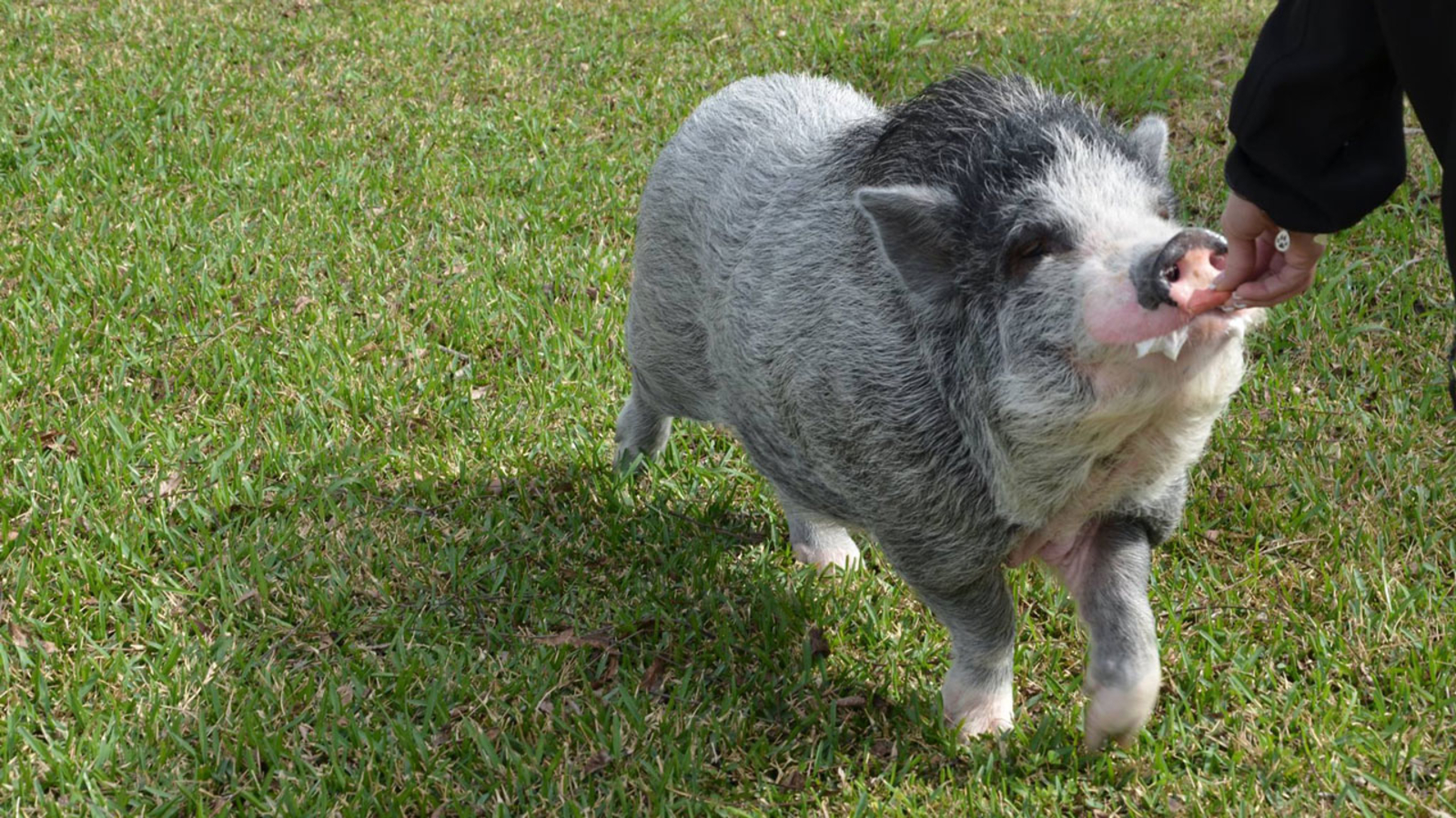 Pearland's most adorable pet pig needs a new home ABC13 Houston