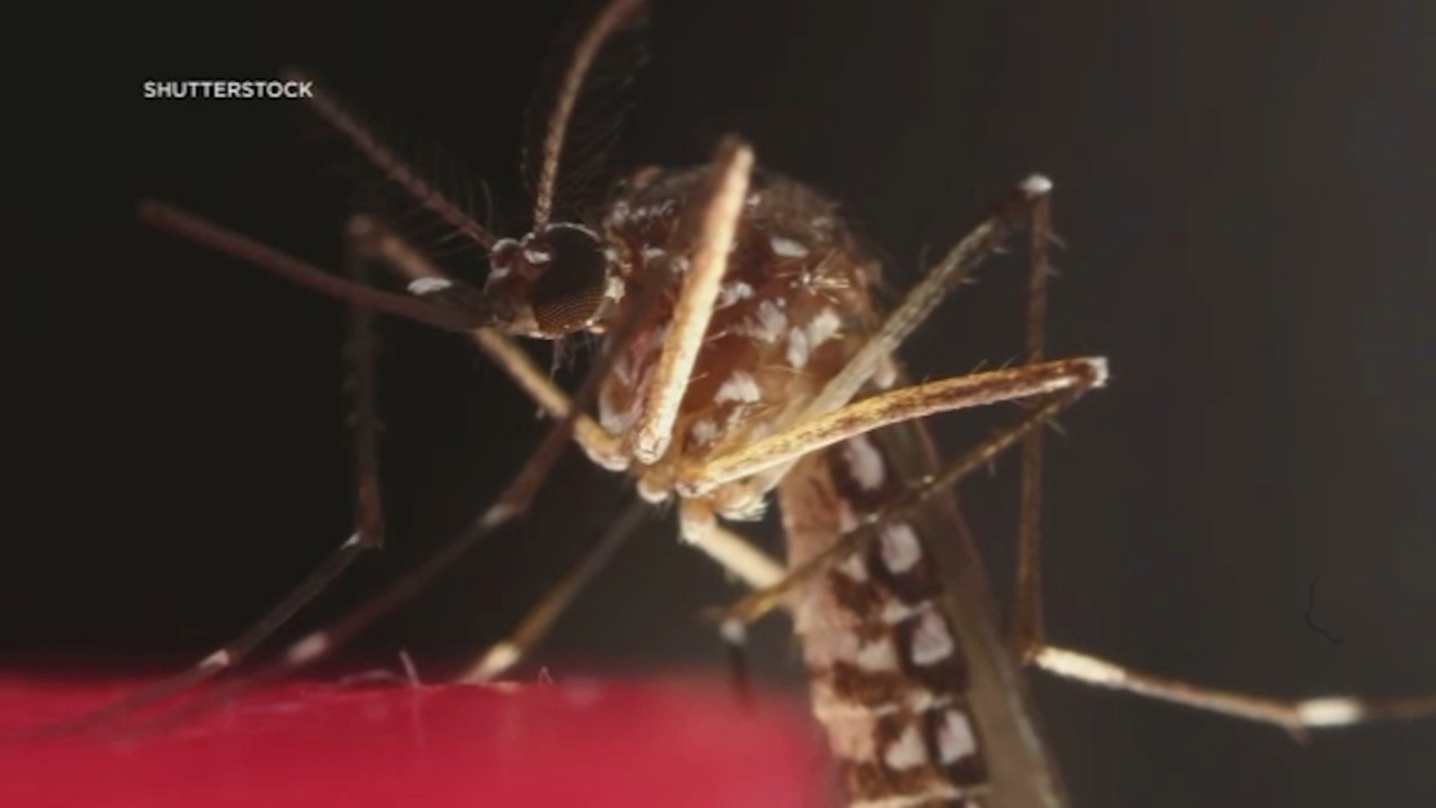 Chikungunya Alert: CDC Issues Travel Health Notice for Southern China