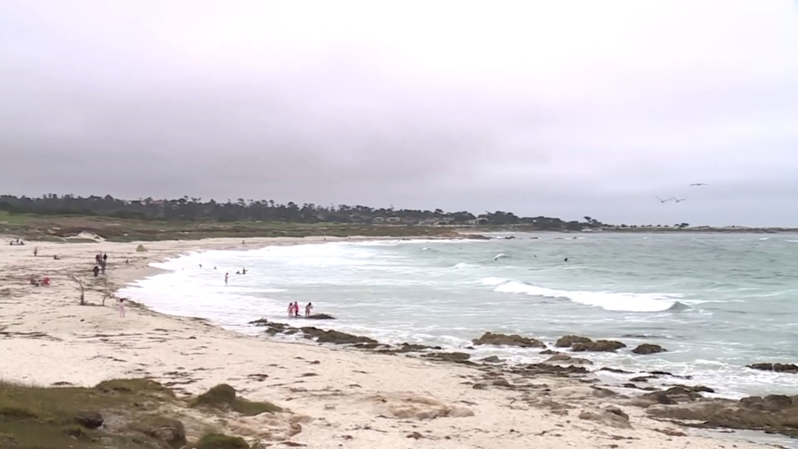 Experts weigh in after girl attacked by sea lion in Monterey Co.: 'We're swimming in their backyard'