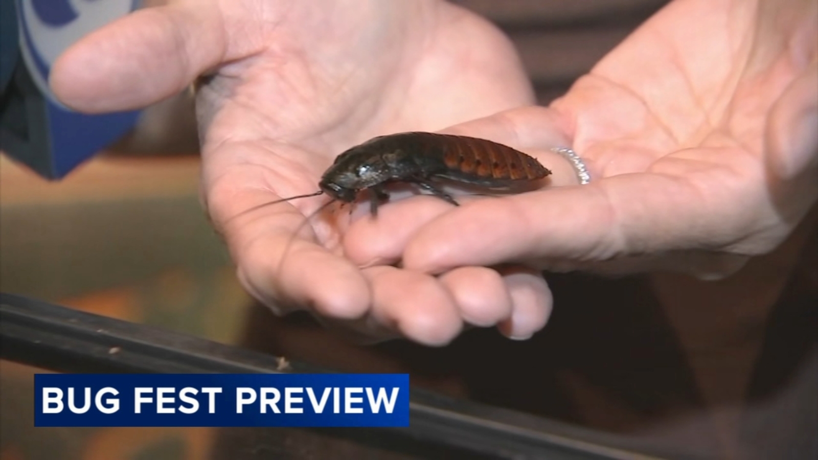 Annual Bugfest event crawls back into the Academy of Natural Sciences of Drexel University