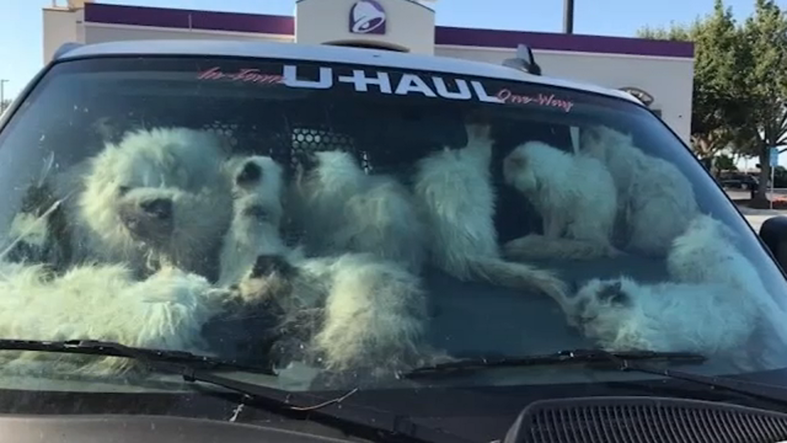 Dozens of cats found in U-Haul in Merced County continue to recover