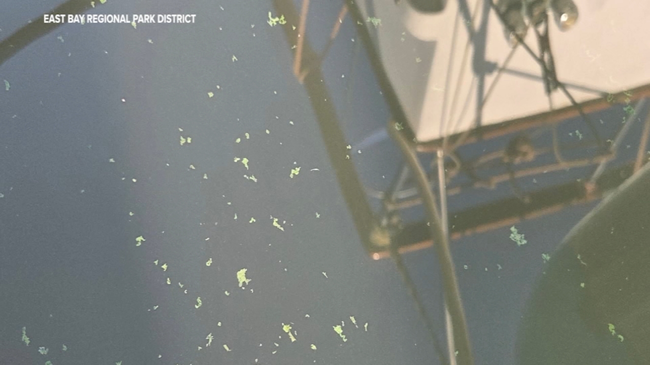 Blue-green algae found in the waters at Martinez Marina.