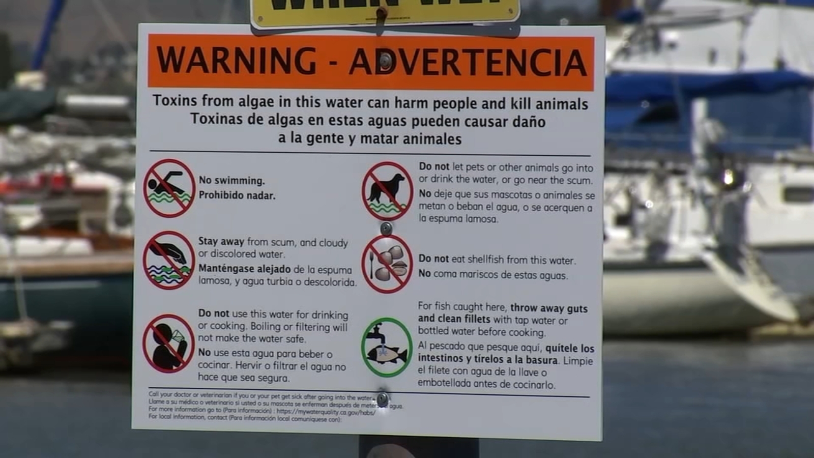 Blue-green algae at Martinez Marina poses concerns for people, animals