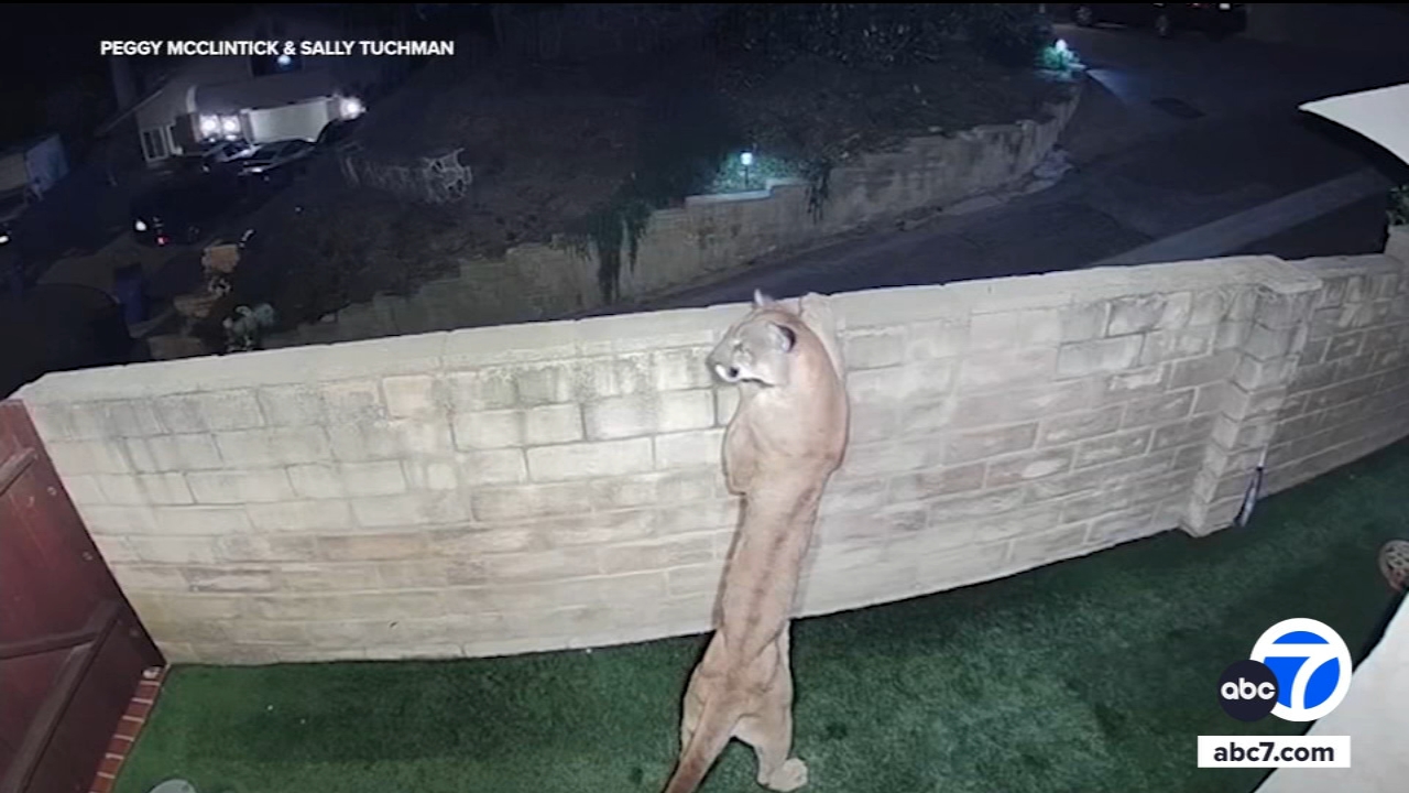 Mountain lion attacks 11-year-old girl in backyard of Malibu home