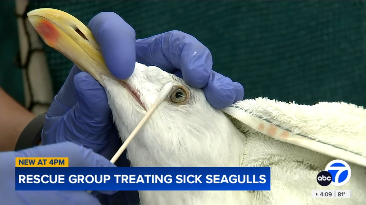 How to Treat a Dehydrated Bird: Essential Tips for Quick Recovery