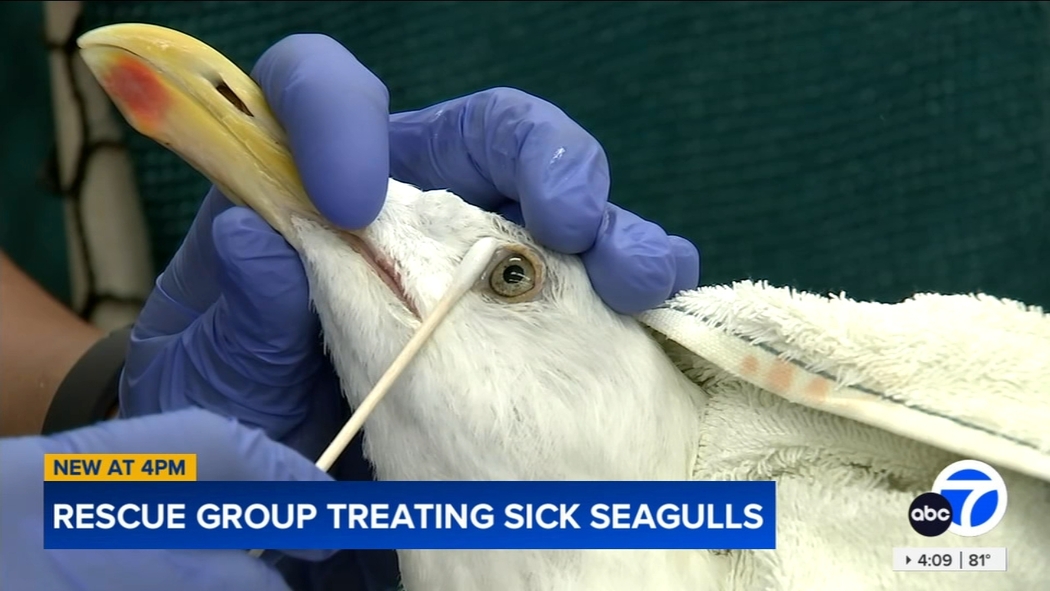 How to Treat a Sick Bird: Essential Tips for Quick Recovery