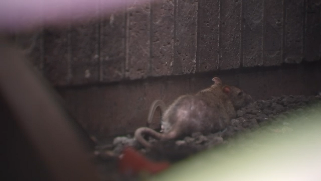 17517821_081225-ktrk-rats-img.