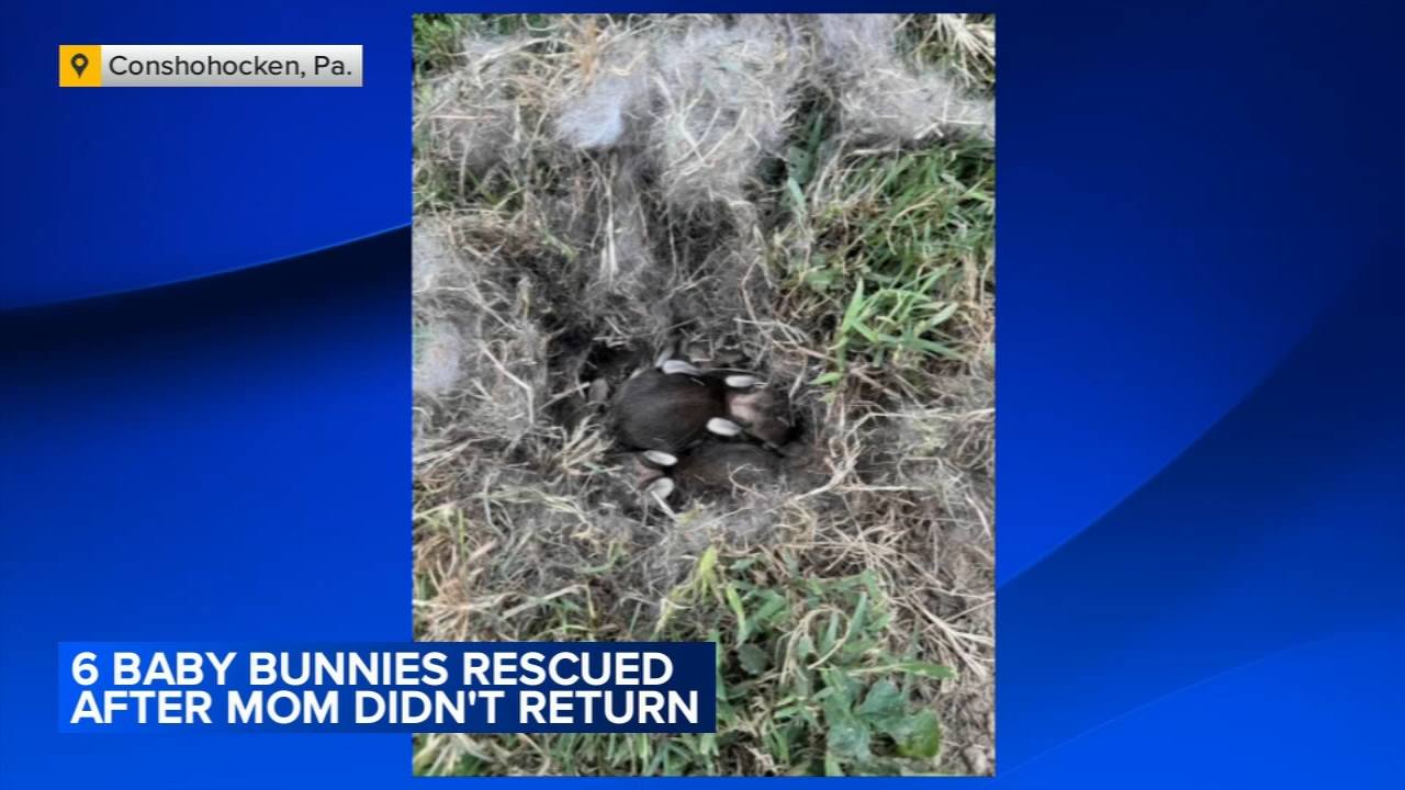 6 baby bunnies rescued in Conshohocken