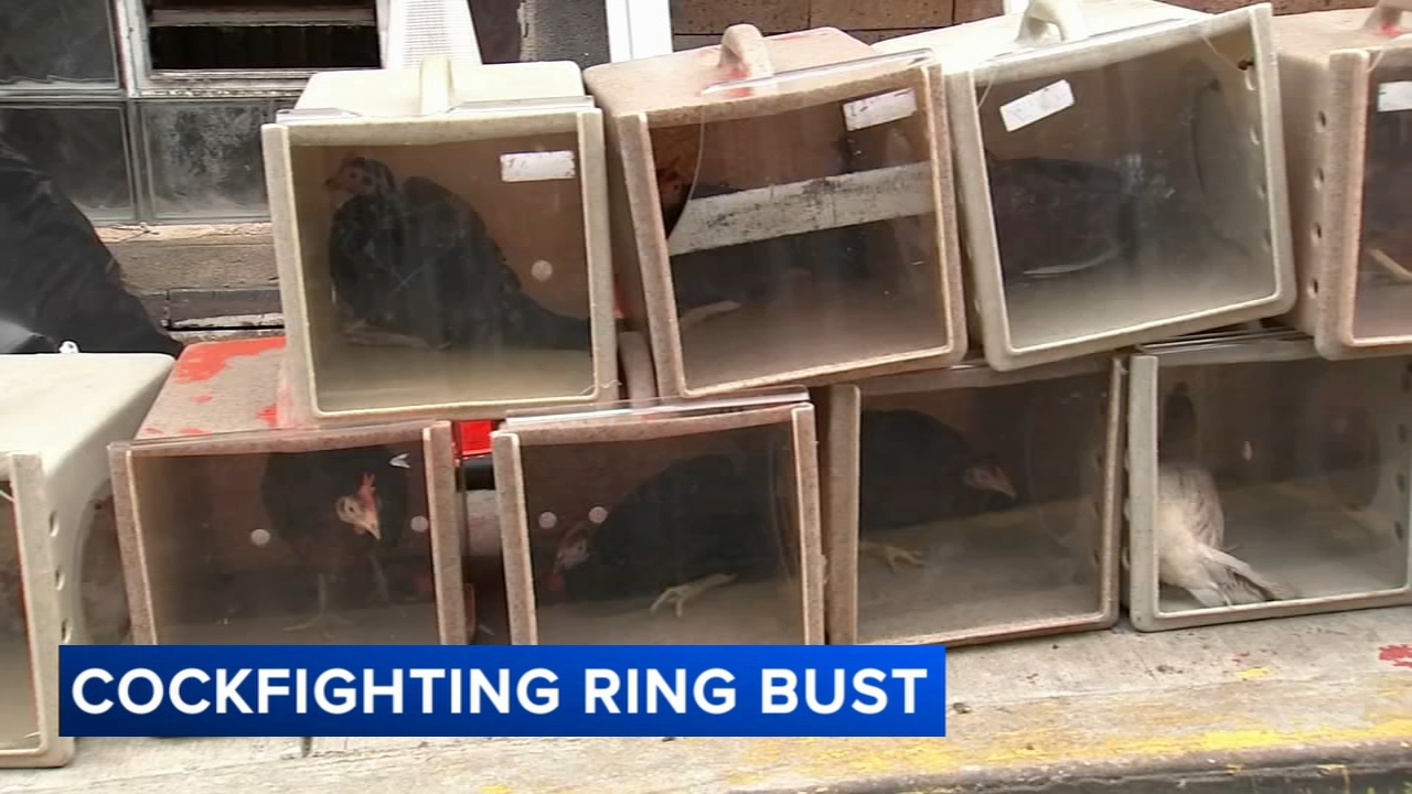 35 roosters, 10 hens found in suspected cockfighting operation