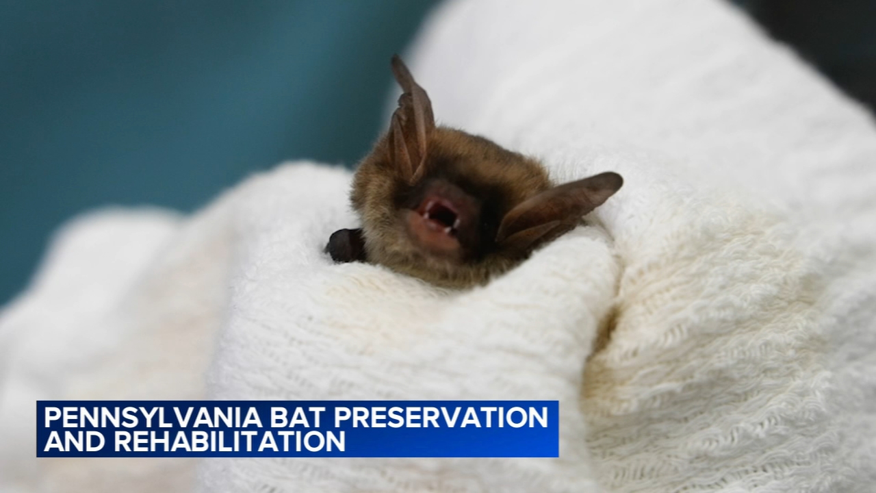 Nonprofit rescues injured bats, nurses them back to flight