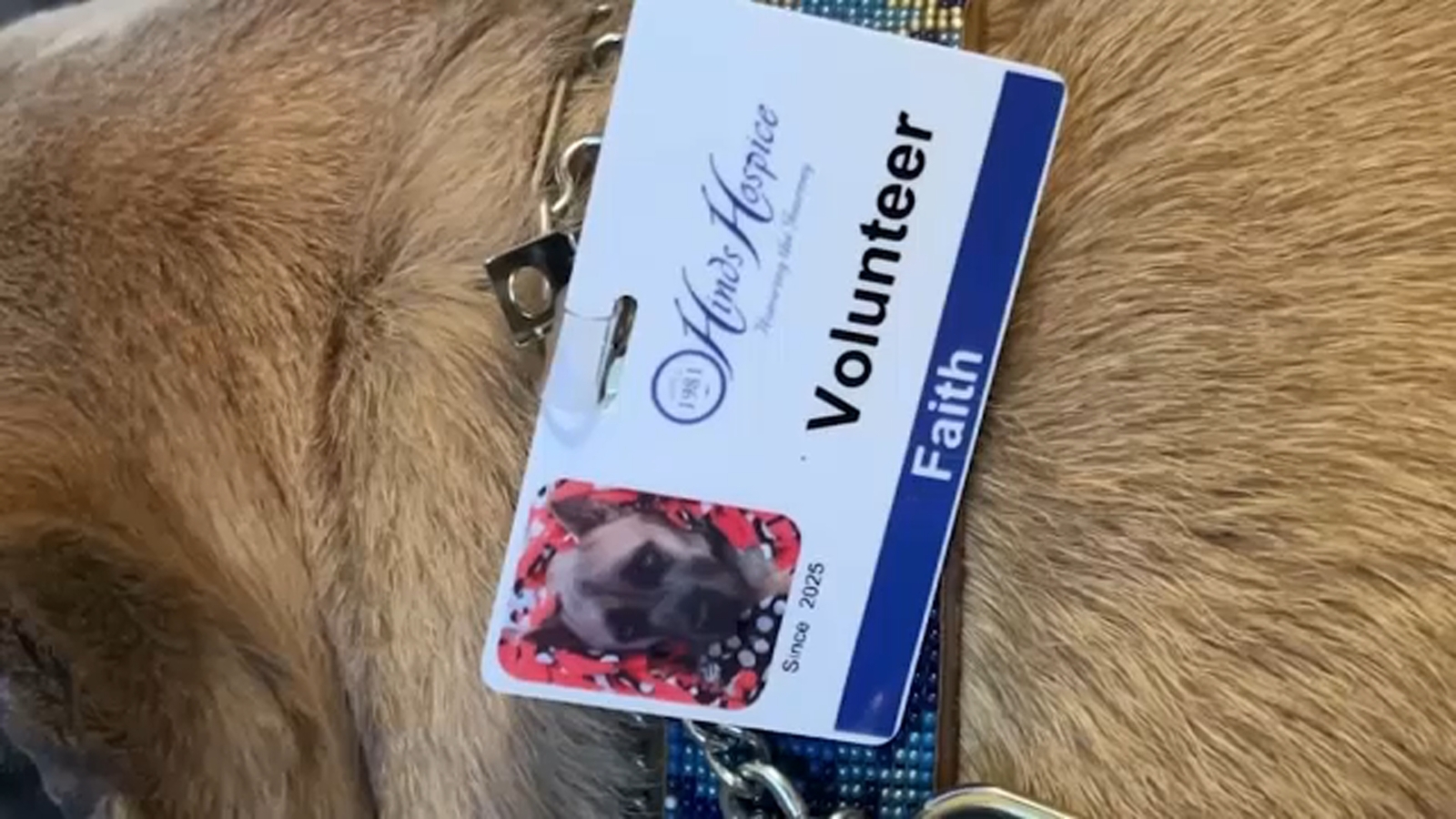 Pet volunteers helping those at Hinds Hospice through challenging times