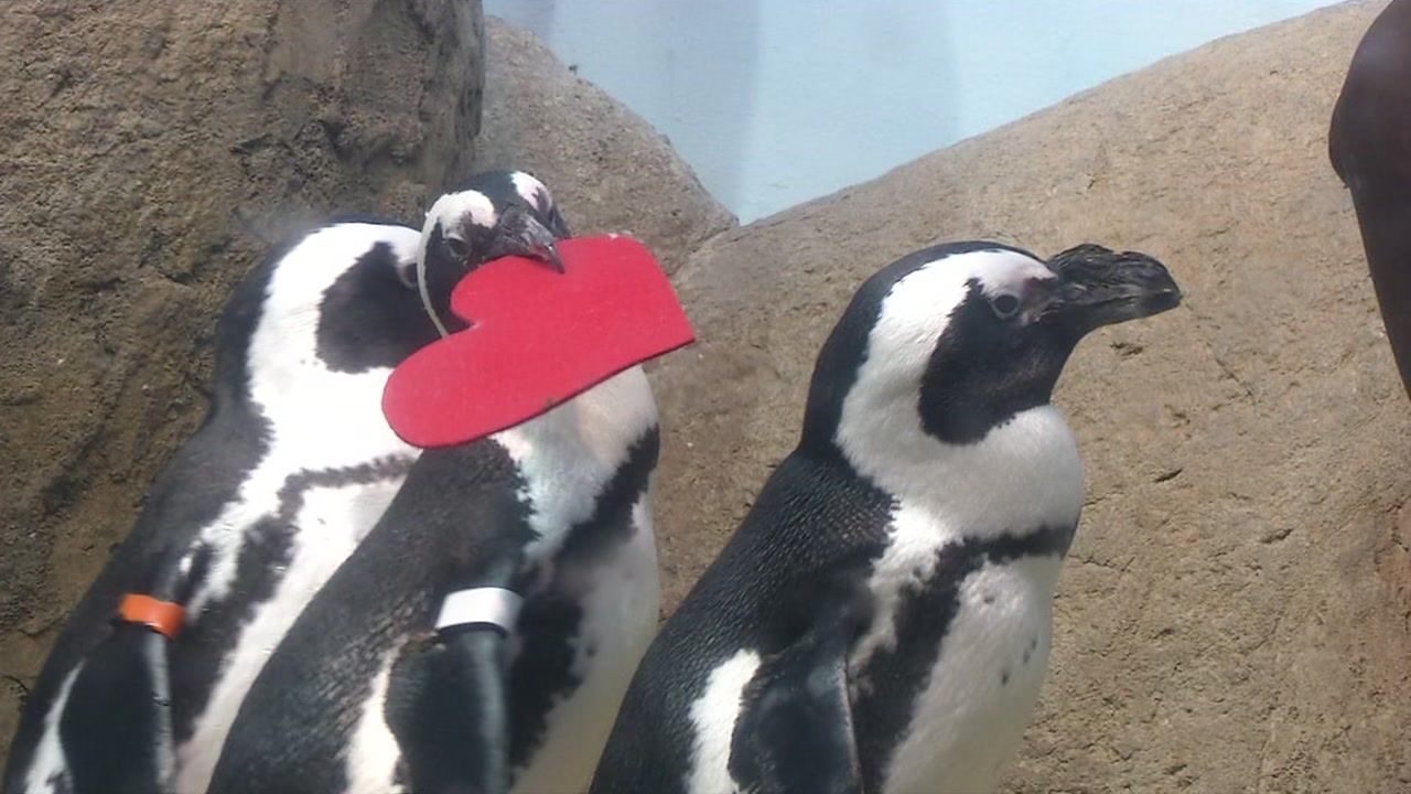Penguins build nests out of Valentine's Day hearts