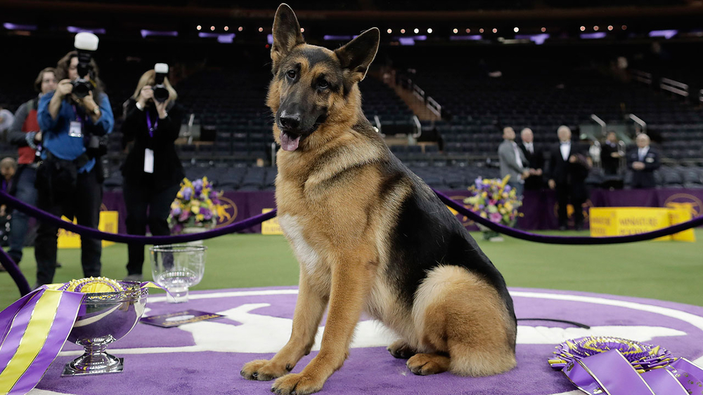 Rumor the German Shepherd wins best in show at Westminster