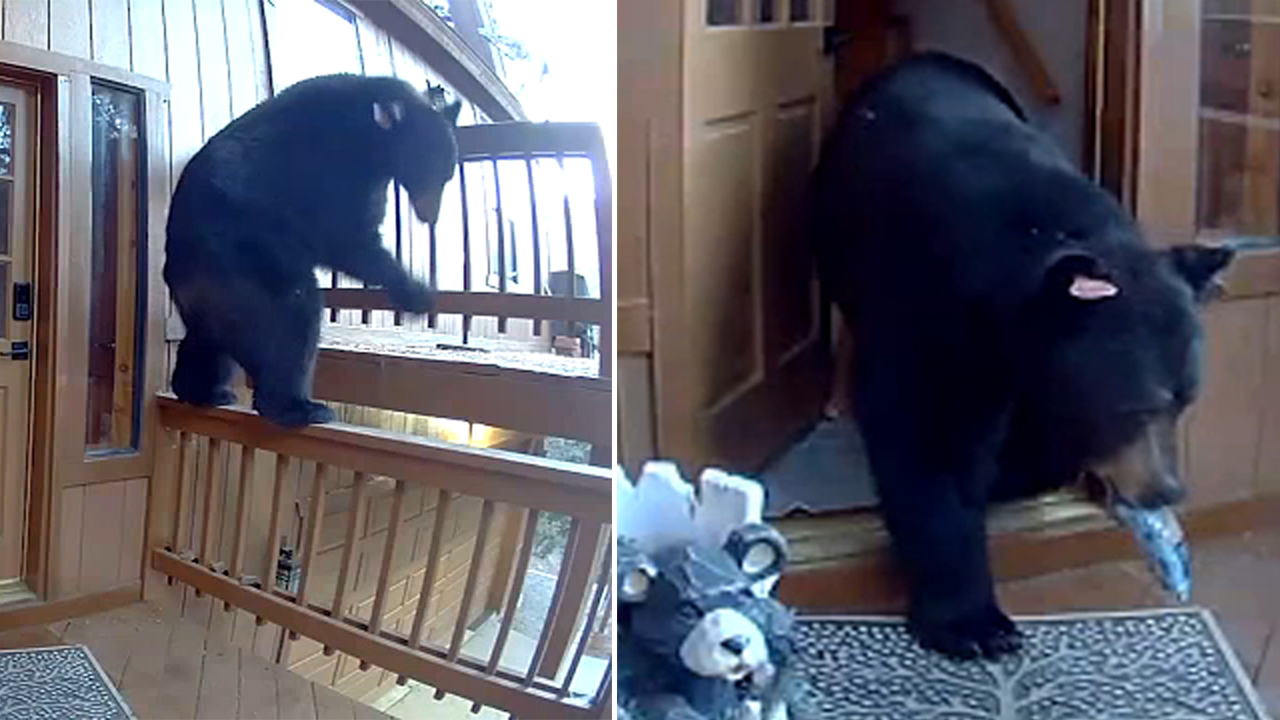 Bear breaks into Pine Mountain Club home in Kern County and leaves with  various different snacks - ABC7 Los Angeles
