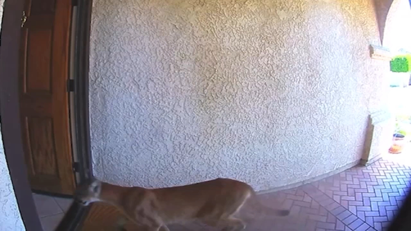 Mountain lion strolls through front door of Southern California home, coming face-to-face with man